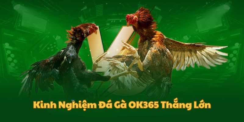 Kinh nghiệm chơi đá gà thắng lớn tại OK365